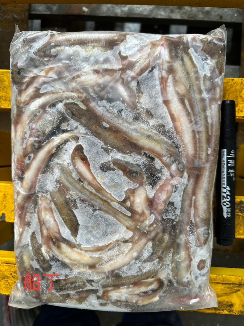船丁鱼川丁鱼冻板