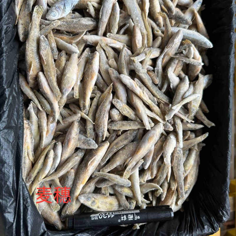 单冻麦穗鱼