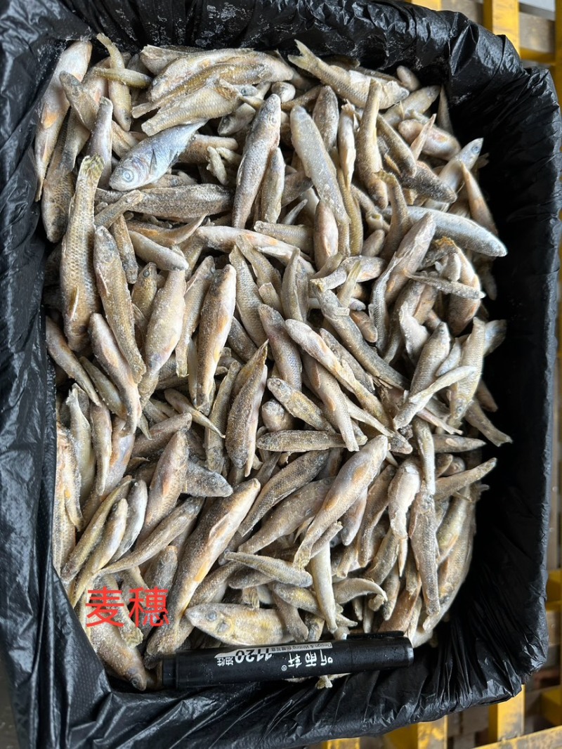 单冻麦穗鱼