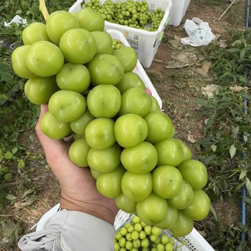 【品质优选】湖北葡萄阳光玫瑰-产地直发-量大从优-支持看