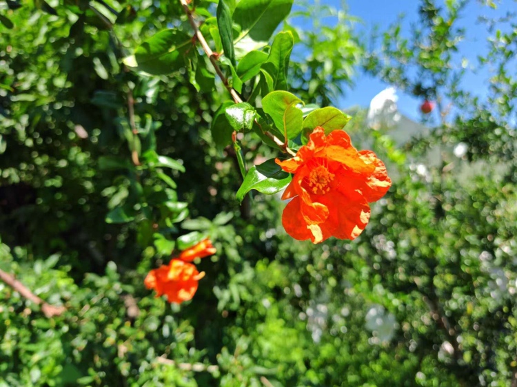 软籽石榴树盛开的花朵