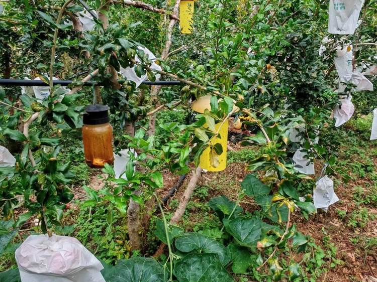 展示果园中悬挂性诱剂诱捕器的现场应用场景 果园中悬挂性诱剂诱捕器