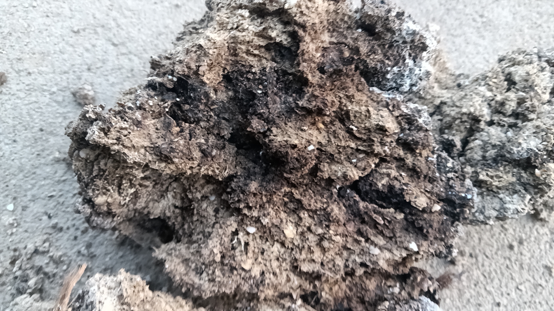 正常与异常粪便的颜色与质地对比示意图 健康粪便与异常粪便对比图