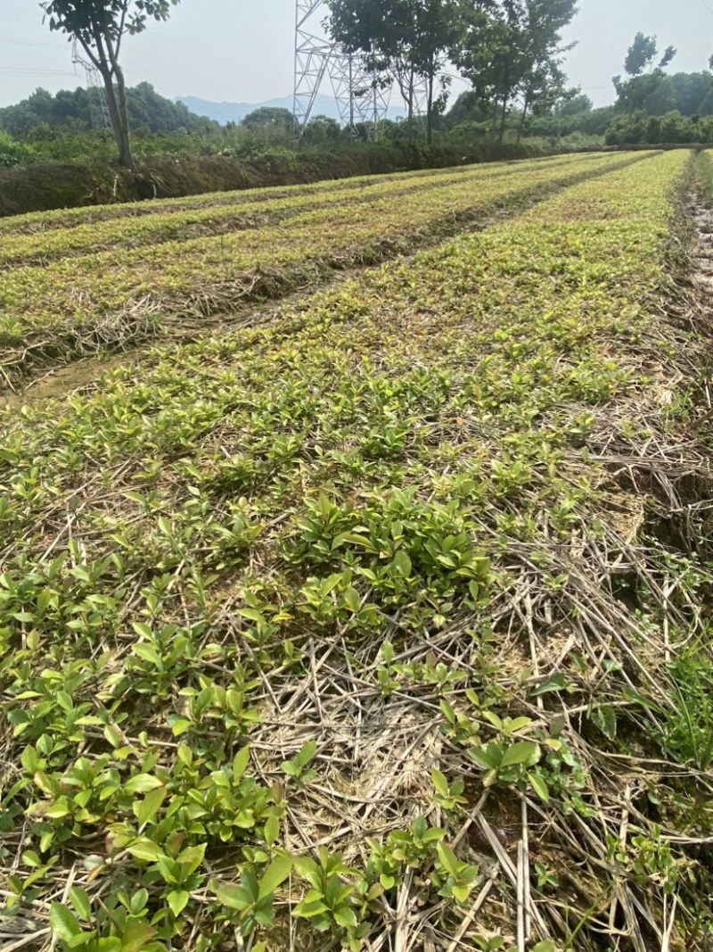 木荷芽苗供应，批发价格、全国发货，欢迎咨询