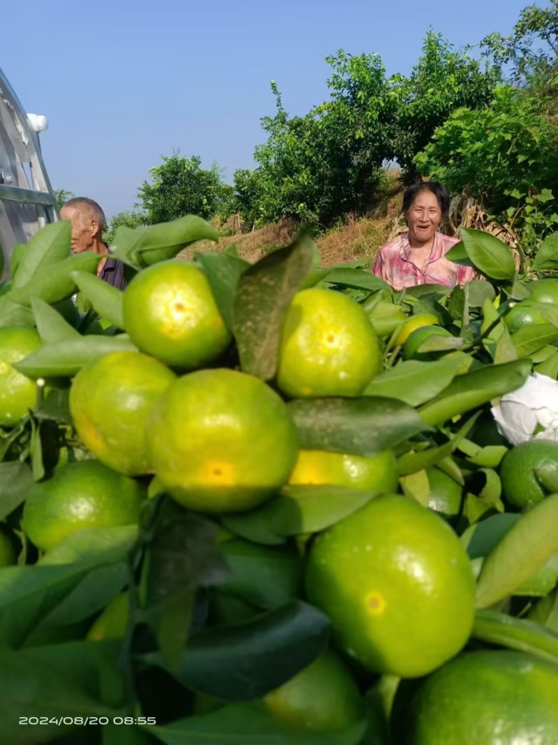 早熟蜜橘大分