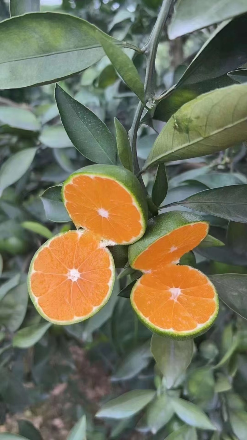 早熟蜜橘大分