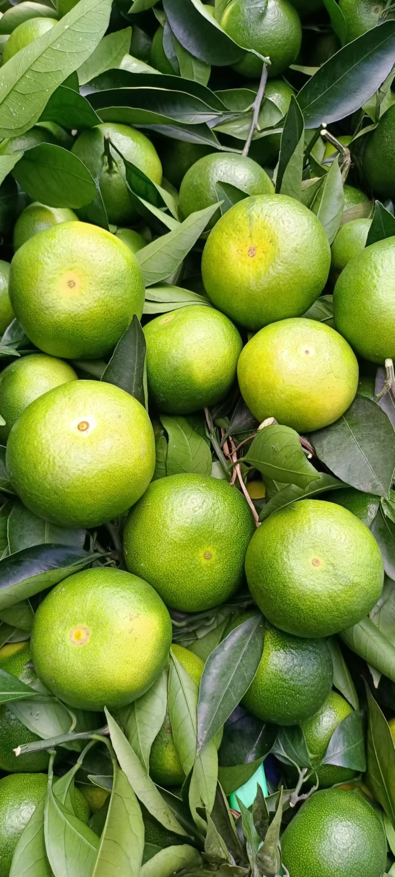早熟蜜橘大分