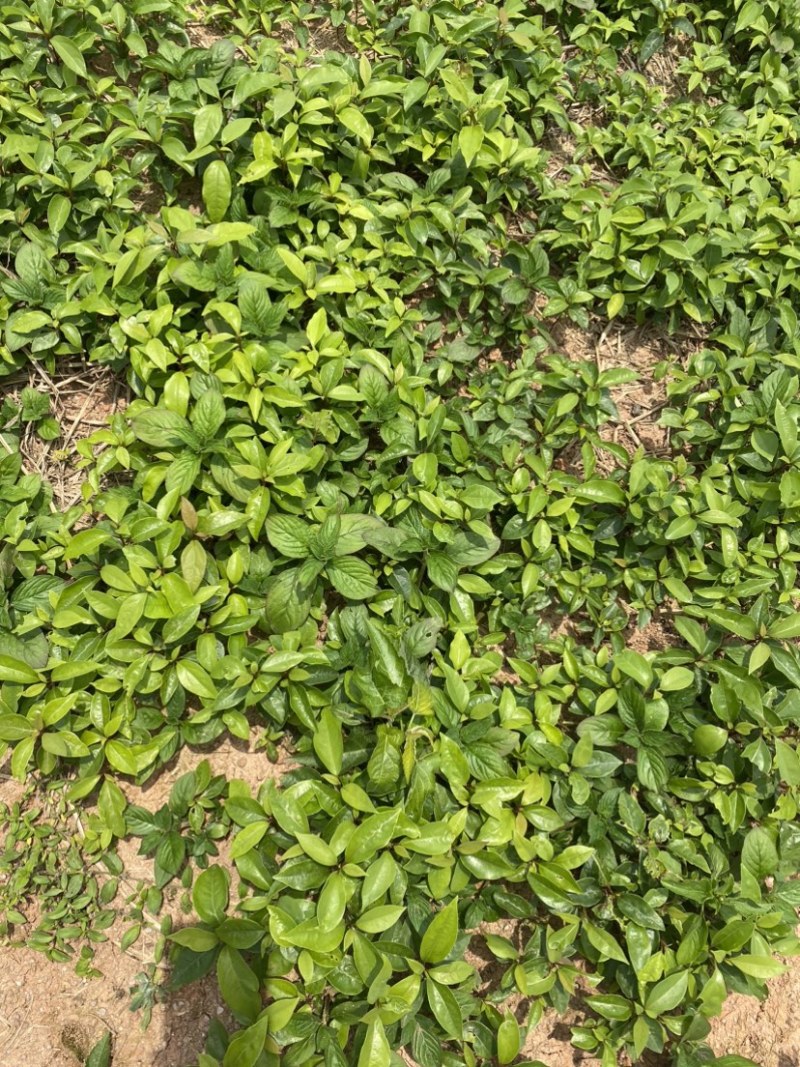 一年生香樟芽苗，基地直供，走量批发，货源充足