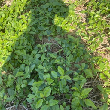 一年生香樟芽苗，基地直供，走量批发，货源充足