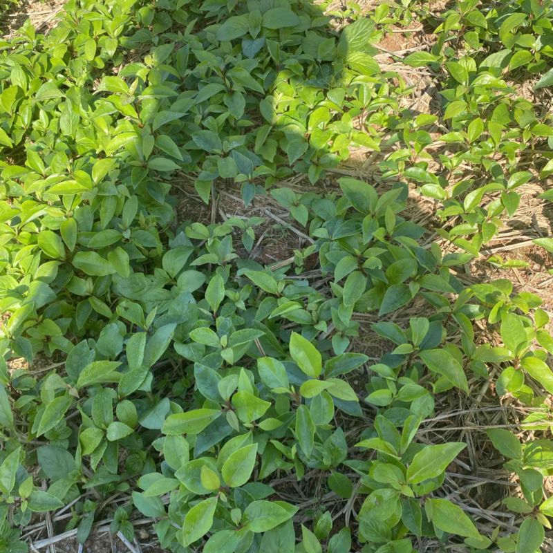 一年生香樟芽苗，基地直供，走量批发，货源充足