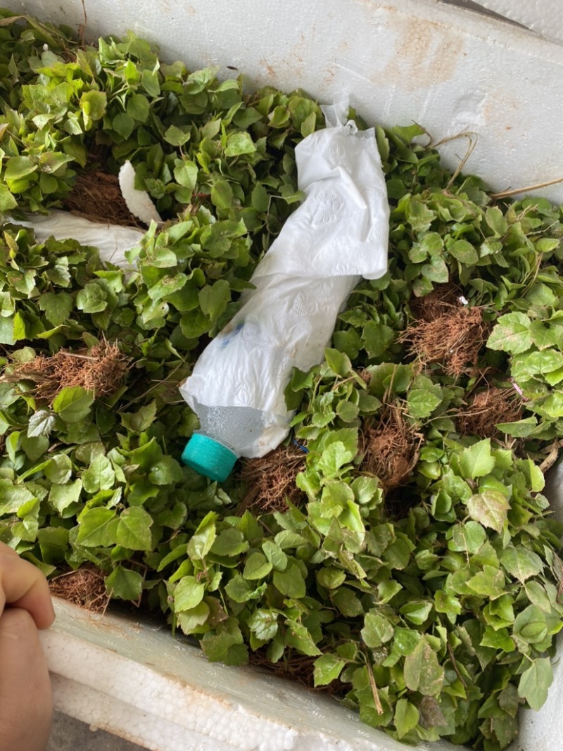 江西枫香芽苗，造林树种，苗圃直供，走量批发