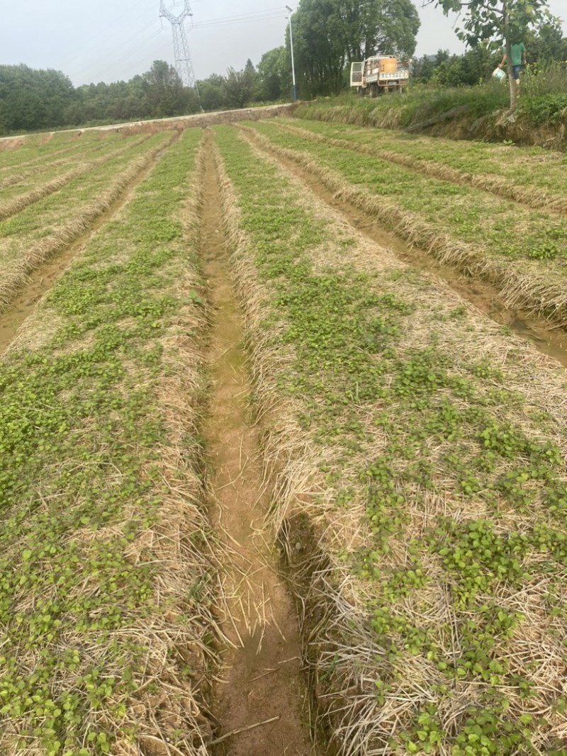 江西枫香芽苗，造林树种，苗圃直供，走量批发