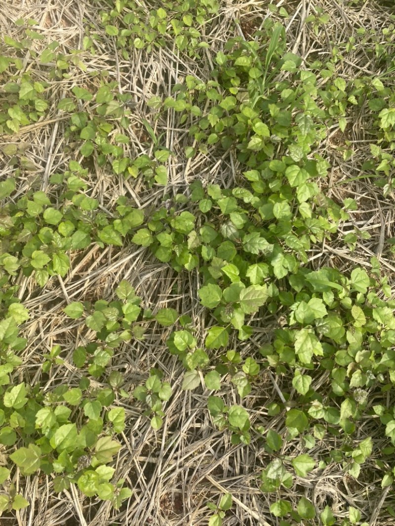 江西枫香芽苗，造林树种，苗圃直供，走量批发