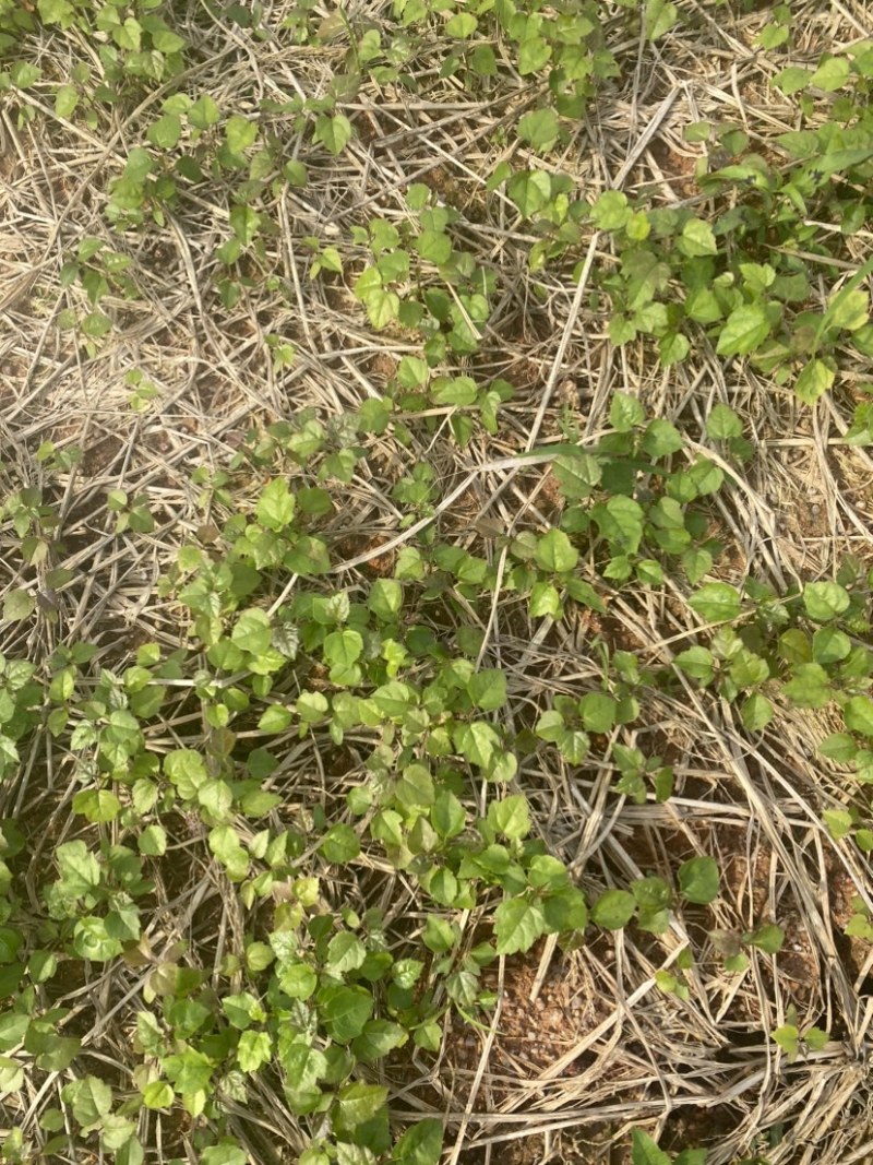 江西枫香芽苗，造林树种，苗圃直供，走量批发