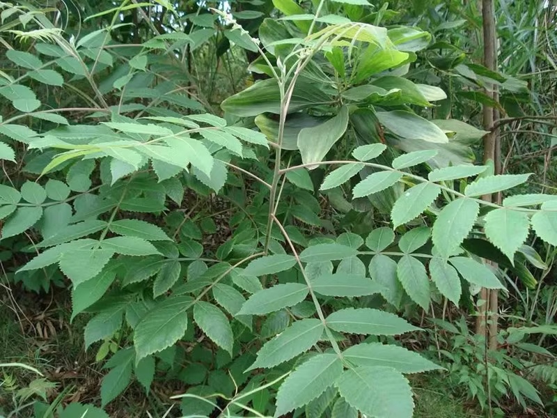 盐肤木种子蜜源树种子别名五倍子种子花木林木苗木种子