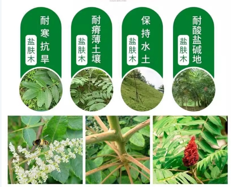 盐肤木种子蜜源树种子别名五倍子种子花木林木苗木种子