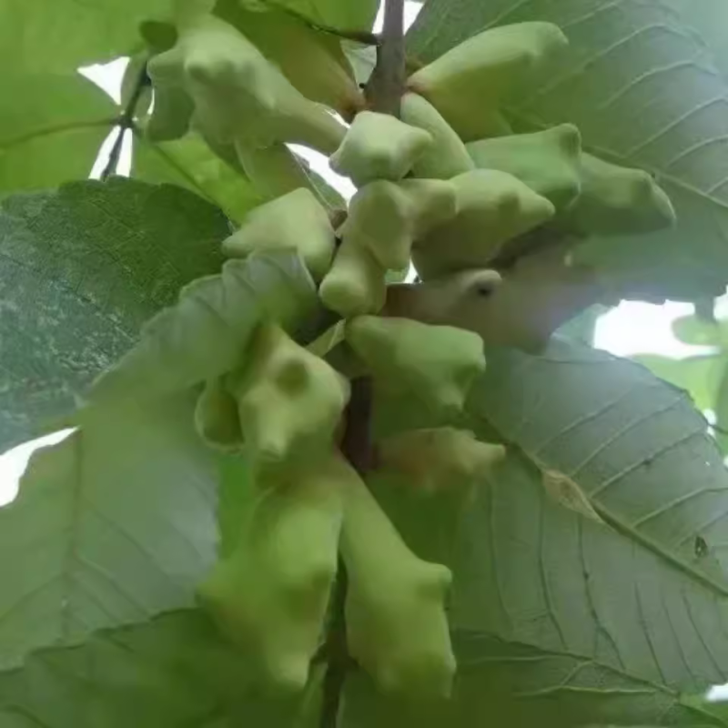 盐肤木种子蜜源树种子别名五倍子种子花木林木苗木种子