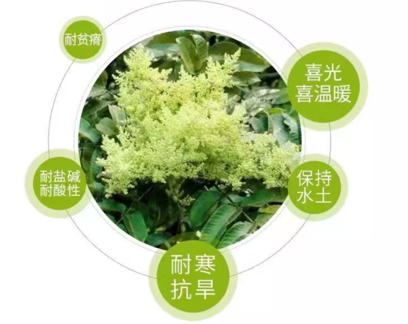 盐肤木种子蜜源树种子别名五倍子种子花木林木苗木种子