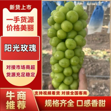 【冰点价】阳光玫瑰葡萄小量次果烧棚果承接加工果切耐运输接全国