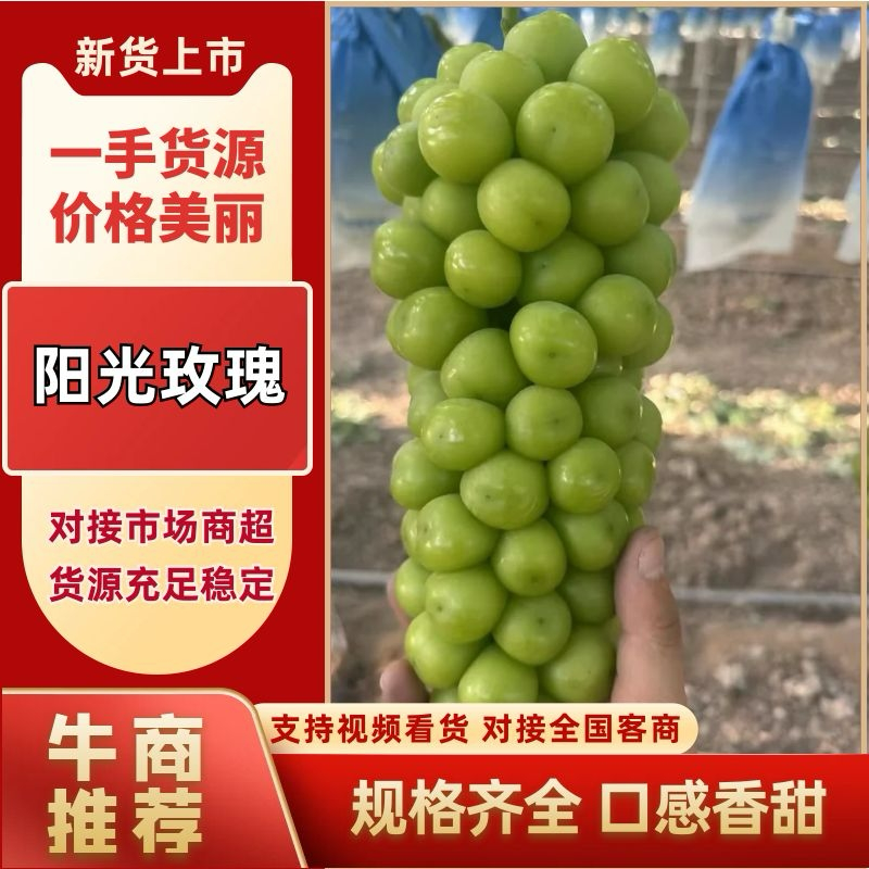 【冰点价】阳光玫瑰葡萄小量次果烧棚果承接加工果切耐运输接全国
