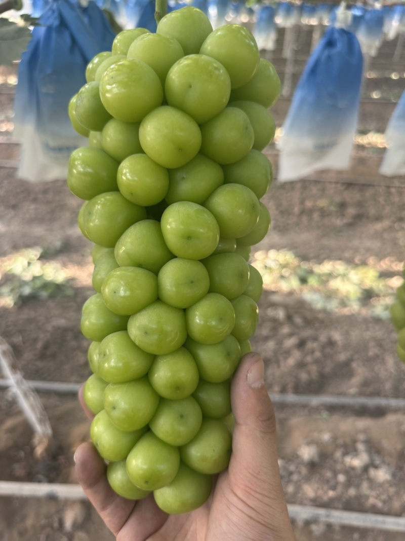 【冰点价】阳光玫瑰葡萄小量次果烧棚果承接加工果切耐运输接全国