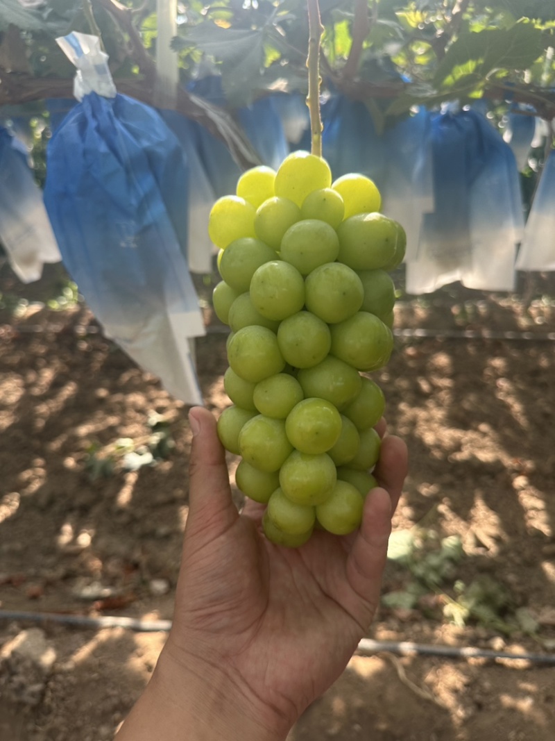【冰点价】阳光玫瑰葡萄小量次果烧棚果承接加工果切耐运输接全国