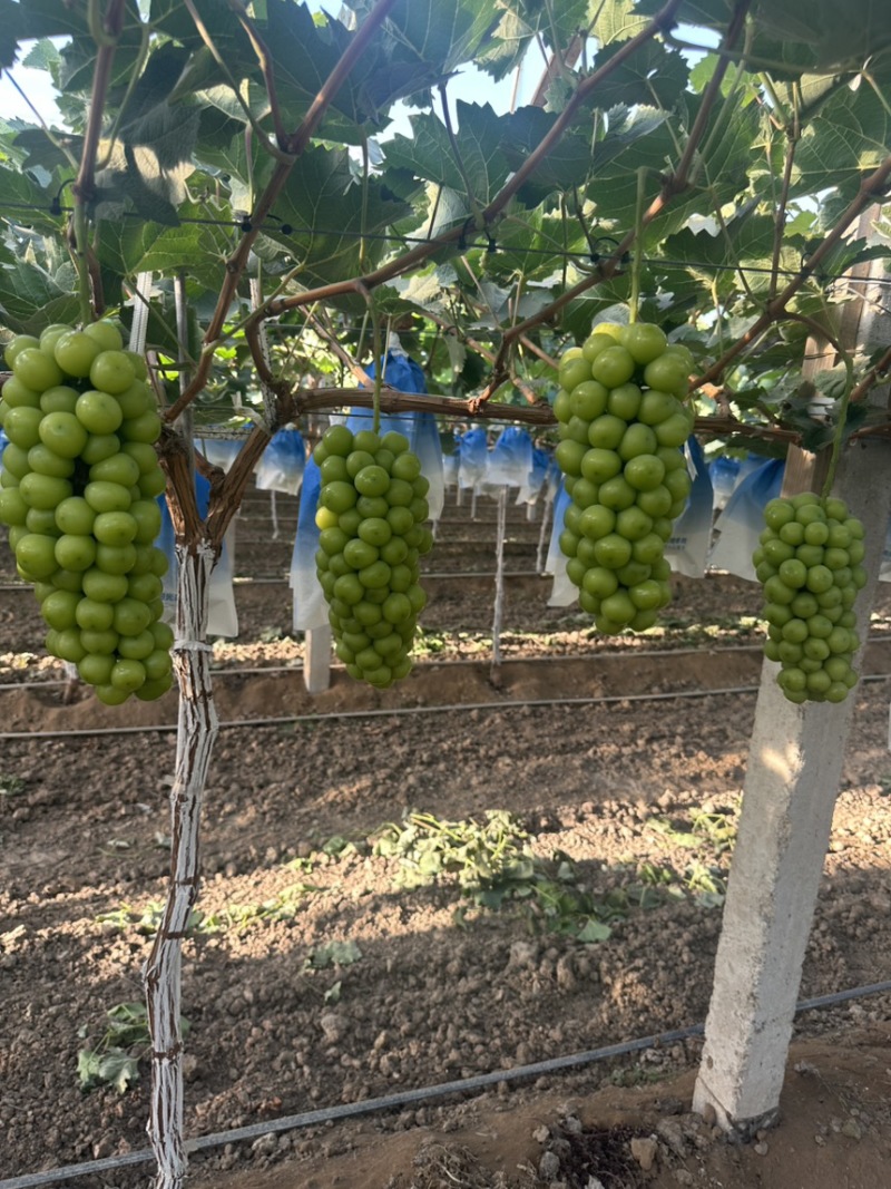 【冰点价】阳光玫瑰葡萄小量次果烧棚果承接加工果切耐运输接全国