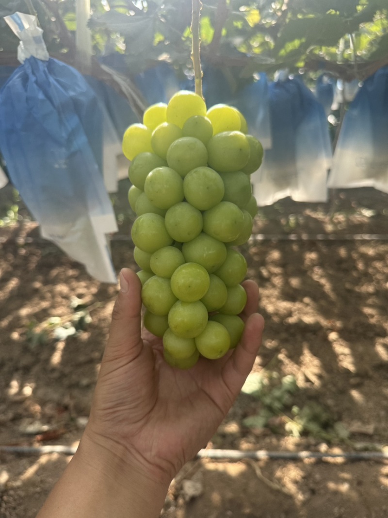 【冰点价】阳光玫瑰葡萄小量次果烧棚果承接加工果切耐运输接全国
