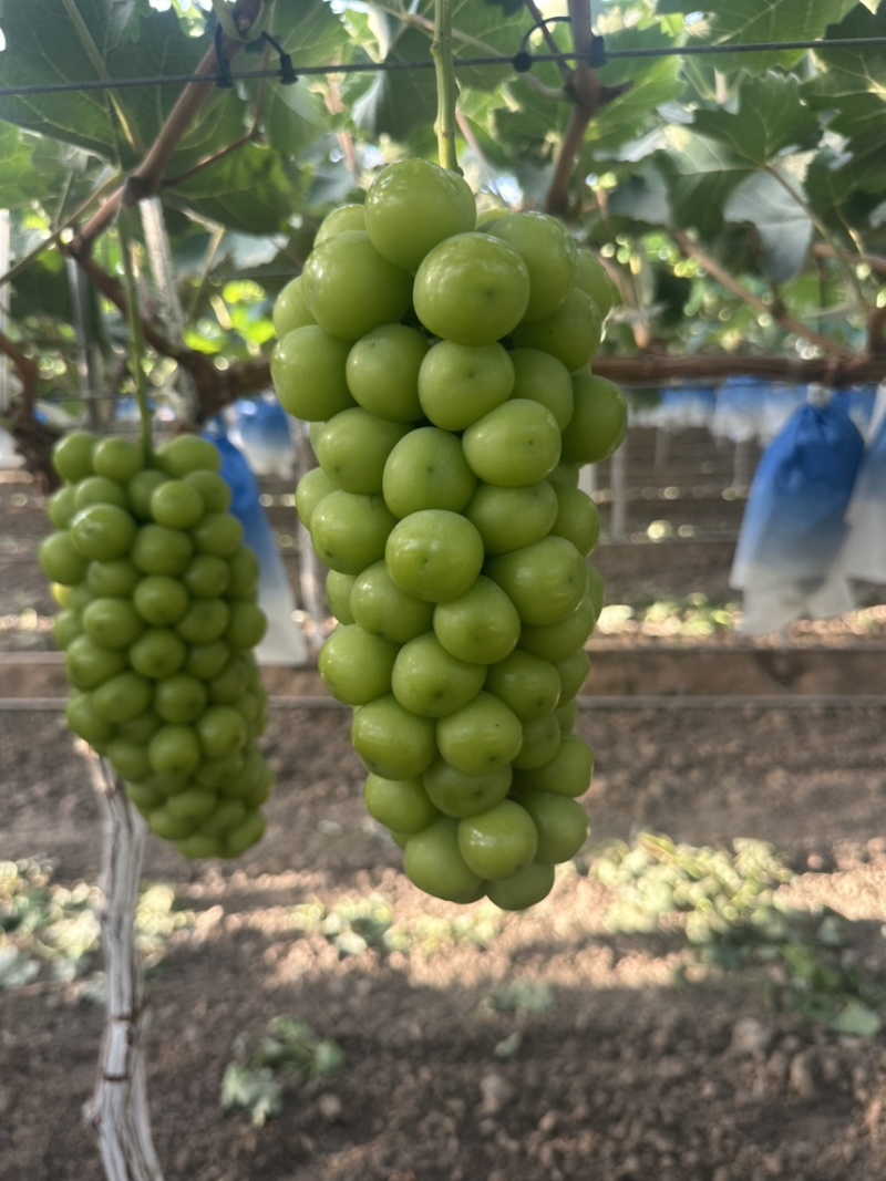 【冰点价】阳光玫瑰葡萄小量次果烧棚果承接加工果切耐运输接全国