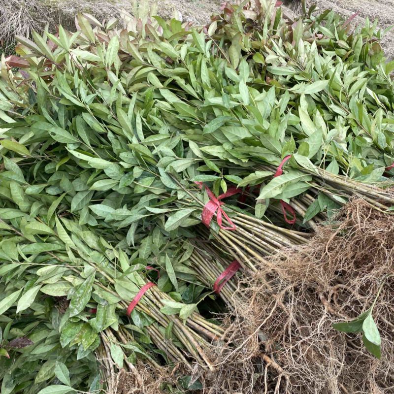 移栽木荷苗，根系发达，成活率高，走量批发