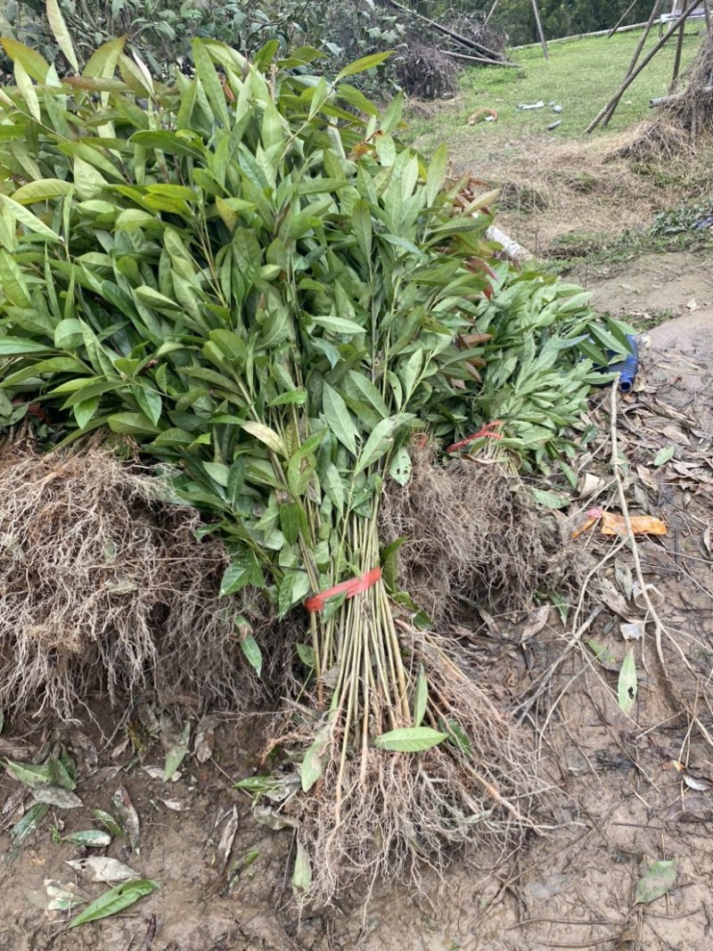 移栽木荷苗，根系发达，成活率高，走量批发
