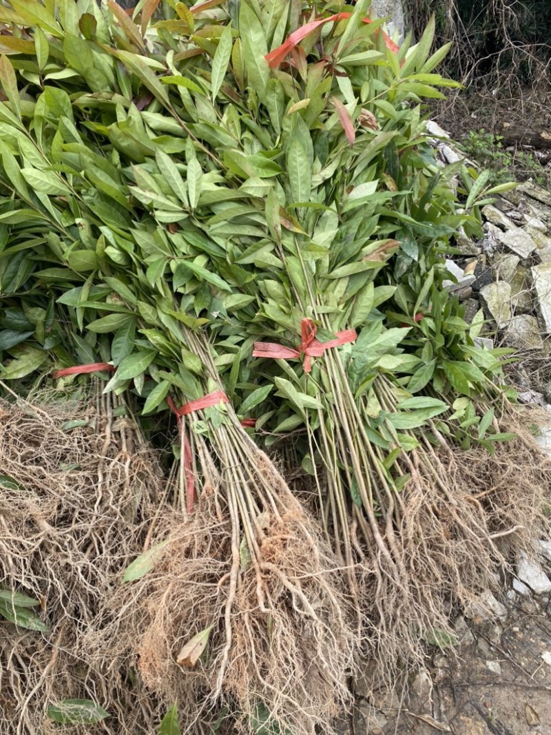 移栽木荷苗，根系发达，成活率高，走量批发