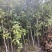 供应3公分桂花小苗移栽苗，桂花大小规格齐全，低价销售