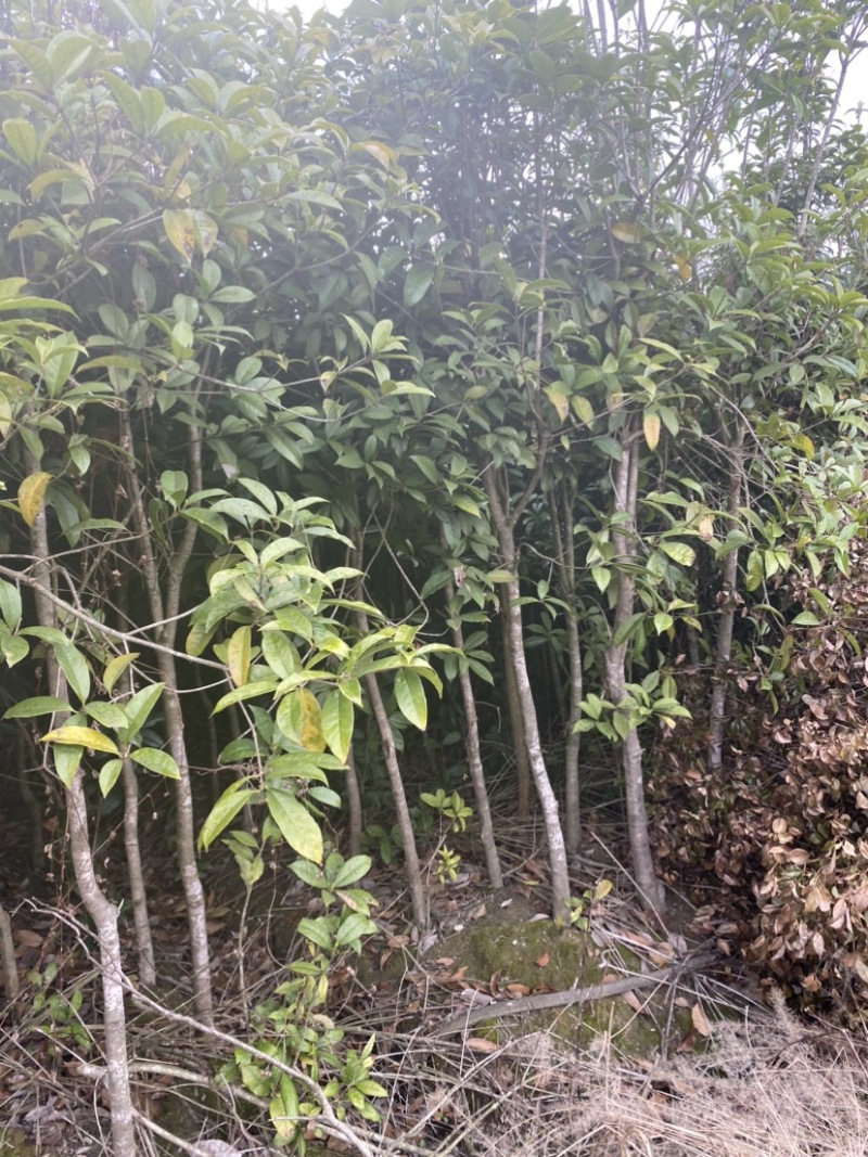 供应3公分桂花小苗移栽苗，桂花大小规格齐全，低价销售