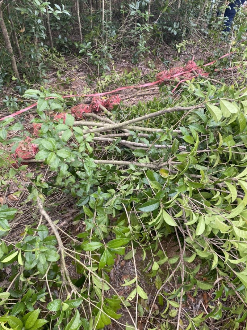 供应3公分桂花小苗移栽苗，桂花大小规格齐全，低价销售