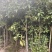 供应3公分桂花小苗移栽苗，桂花大小规格齐全，低价销售