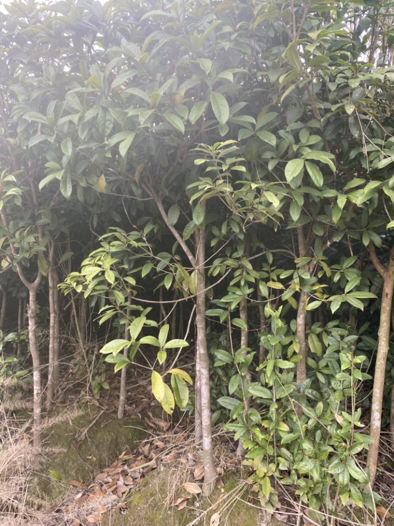 供应3公分桂花小苗移栽苗，桂花大小规格齐全，低价销售