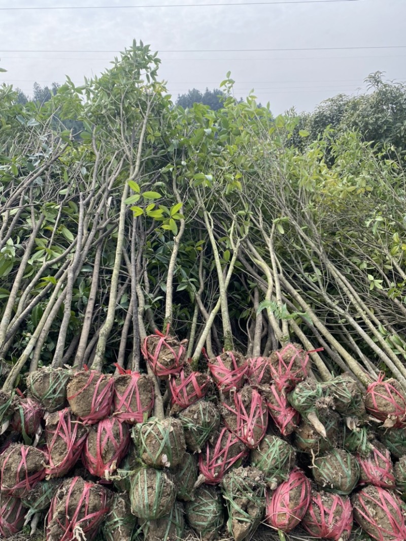 供应3公分桂花小苗移栽苗，桂花大小规格齐全，低价销售