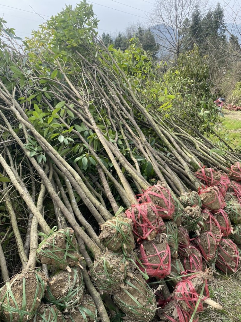 供应3公分桂花小苗移栽苗，桂花大小规格齐全，低价销售