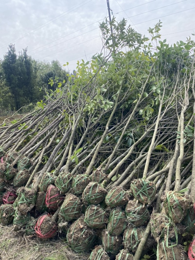 供应3公分桂花小苗移栽苗，桂花大小规格齐全，低价销售