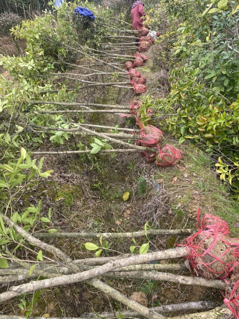 供应3公分桂花小苗移栽苗，桂花大小规格齐全，低价销售