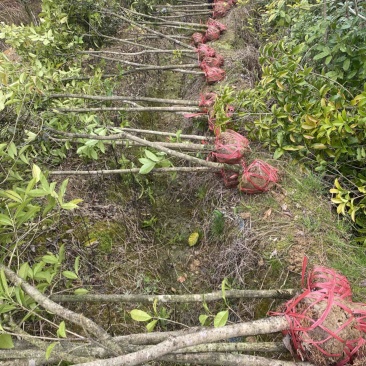 供应3公分桂花小苗移栽苗，桂花大小规格齐全，低价销售