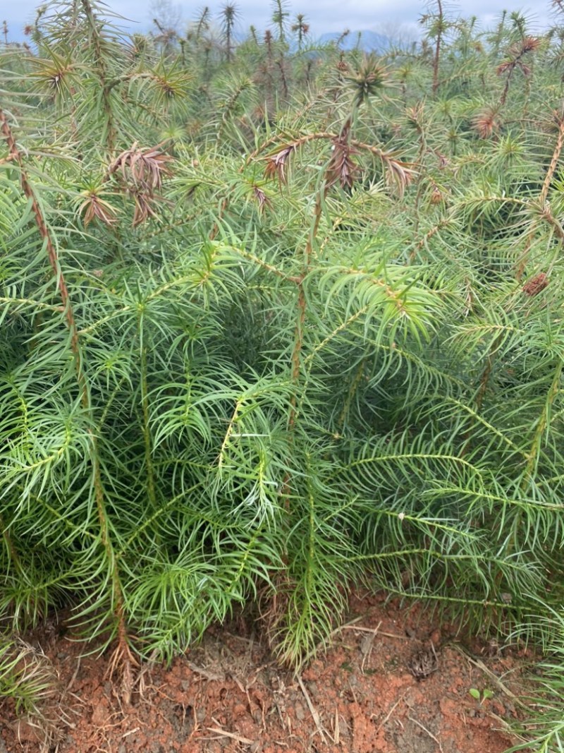 一年生杉树苗，江西杉木苗大量供应，造林苗，走量批发