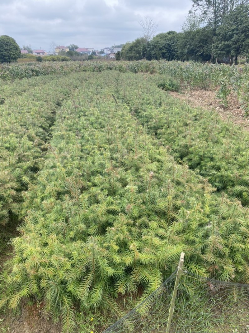 一年生杉树苗，江西杉木苗大量供应，造林苗，走量批发