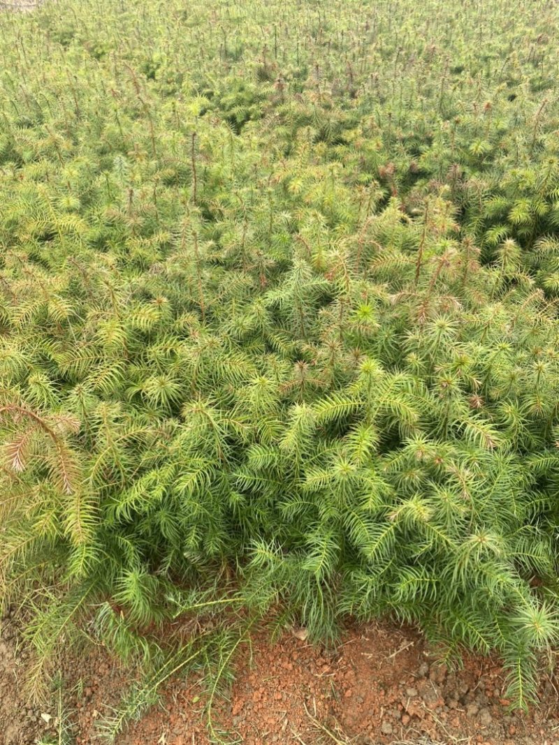 一年生杉树苗，江西杉木苗大量供应，造林苗，走量批发