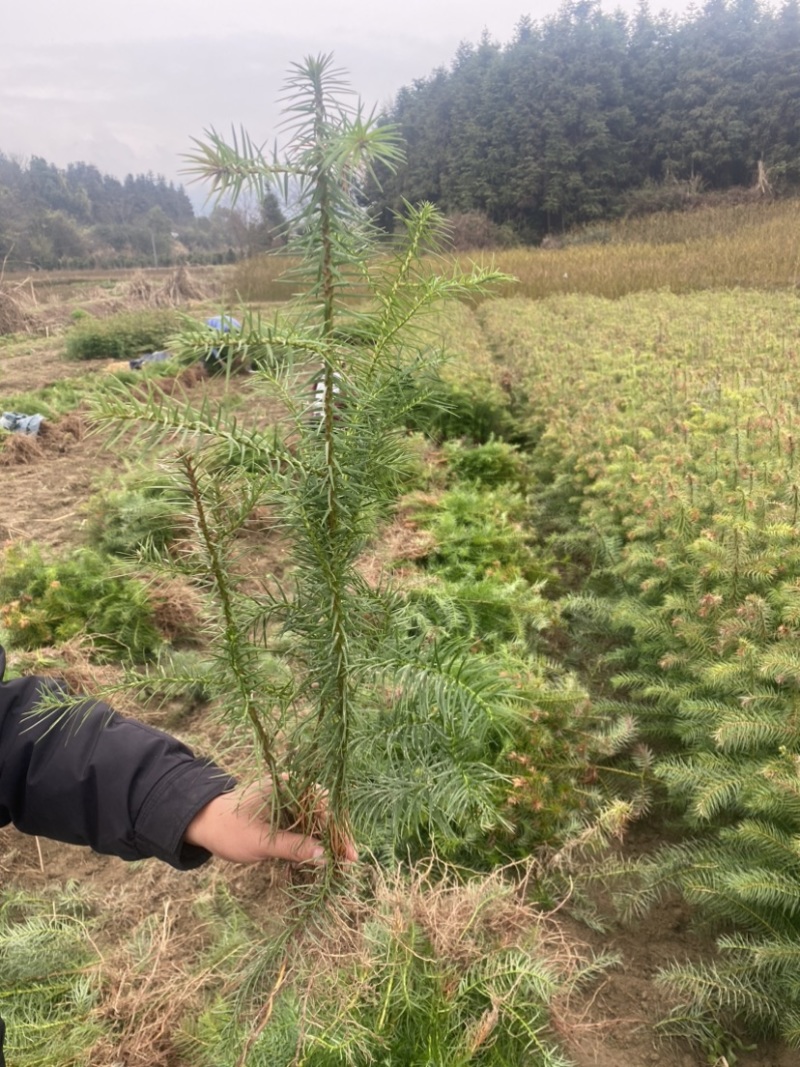 一年生杉树苗，江西杉木苗大量供应，造林苗，走量批发