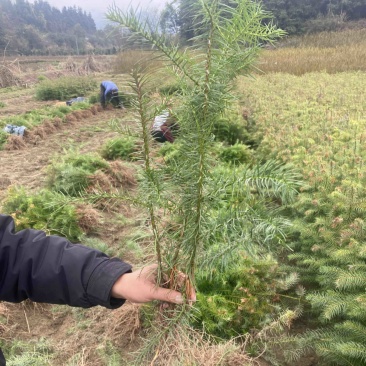 一年生杉树苗，江西杉木苗大量供应，造林苗，走量批发