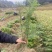一年生杉树苗，江西杉木苗大量供应，造林苗，走量批发