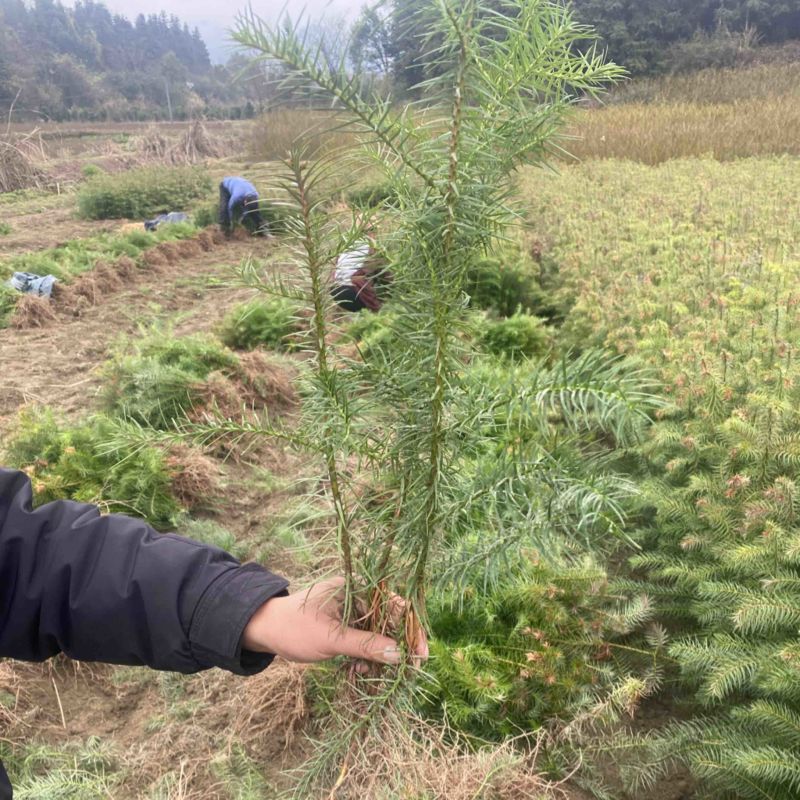 一年生杉树苗，江西杉木苗大量供应，造林苗，走量批发