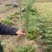 供应一年生杉木小苗，根系发达造林苗，基地直供，走量批发